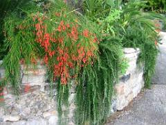 183 HYERES ET SES PALMIERS D02_000024